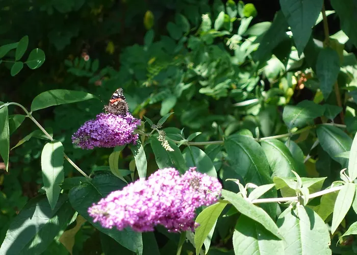 Woeste Hoogte - Lodge